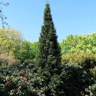 Jodła pospolita Pyramidalis Abies alba