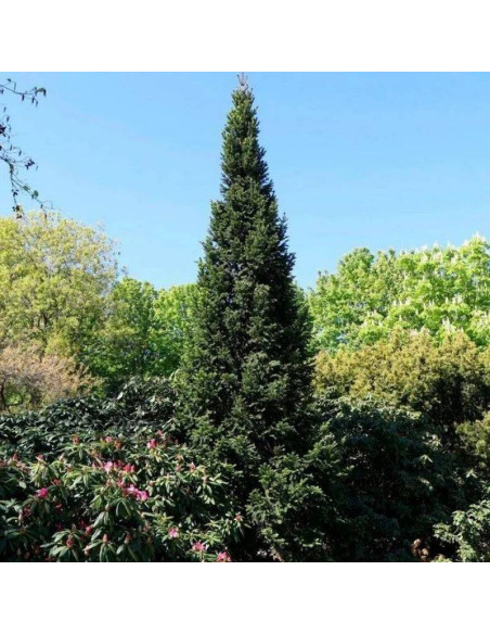 Jodła pospolita Pyramidalis Abies alba