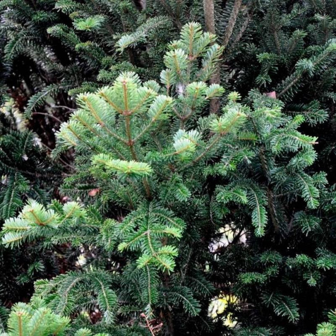 Pyramidalis Abies alba Jodła pospolita