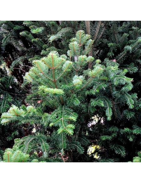 Pyramidalis Abies alba Jodła pospolita