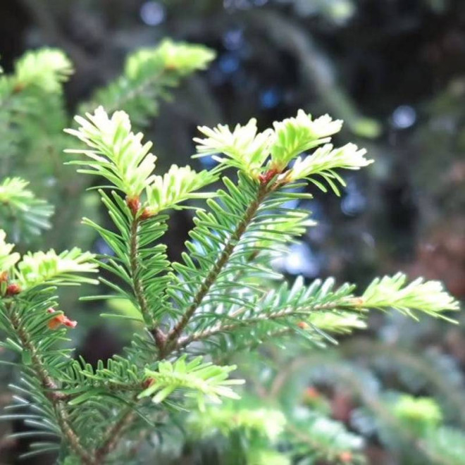 Jodła pospolita Abies alba Pyramidalis