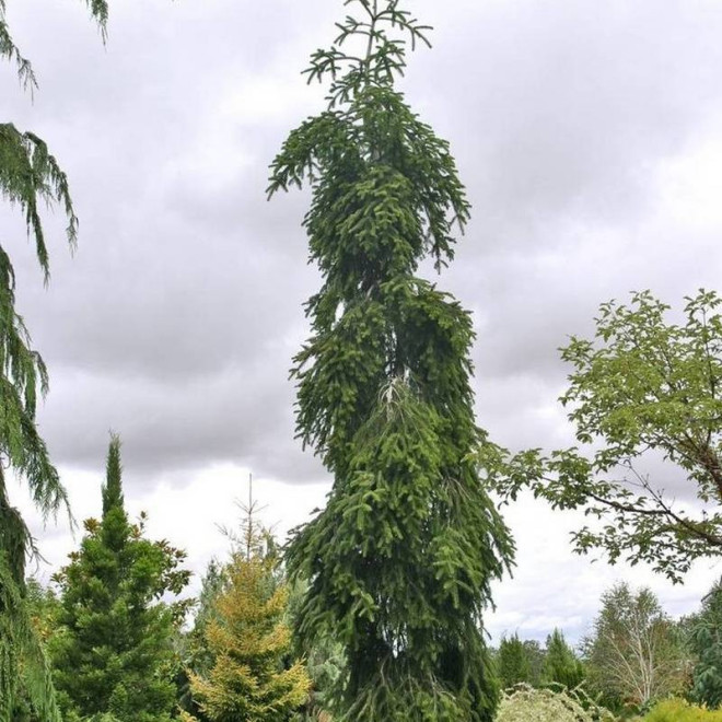 Jodła pospolita Pendula Abies alba