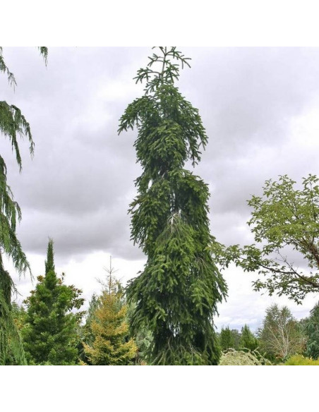 Jodła pospolita Pendula Abies alba