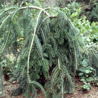 Jodła pospolita Pendula Abies alba 2