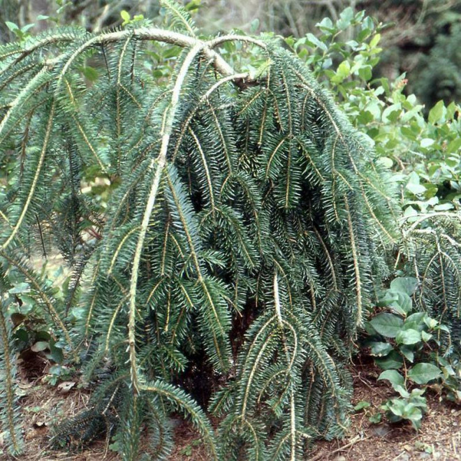 Pendula Abies alba Jodła pospolita