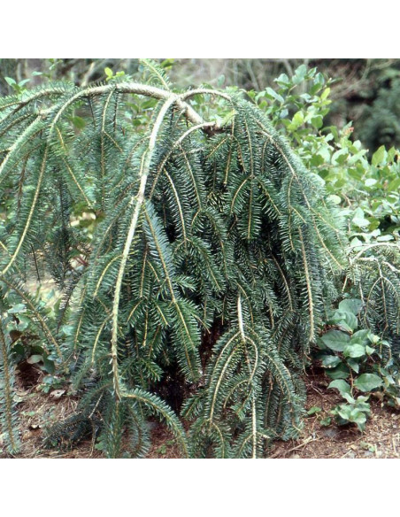 Pendula Abies alba Jodła pospolita