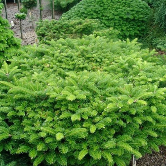 Jodła pospolita Mladá Boleslav Abies alba