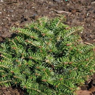 Jodła pospolita Mladá Boleslav Abies alba 2