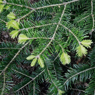 Brinar Abies alba Jodła pospolita 2