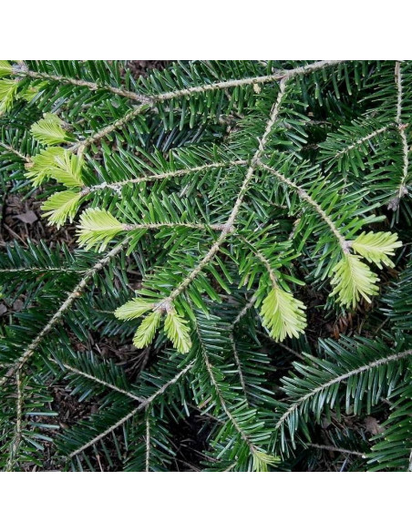 Jodła pospolita Brinar Abies alba