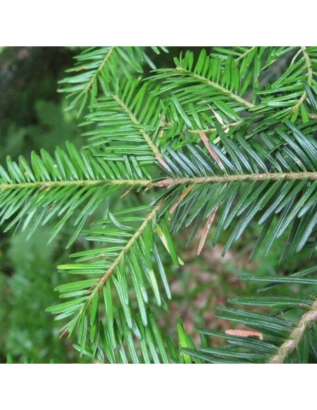 Abies alba Jodła pospolita