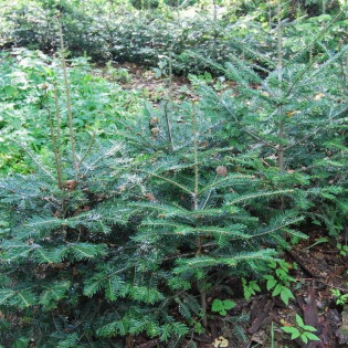 Abies alba Jodła pospolita 2