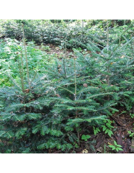 Jodła pospolita Abies alba