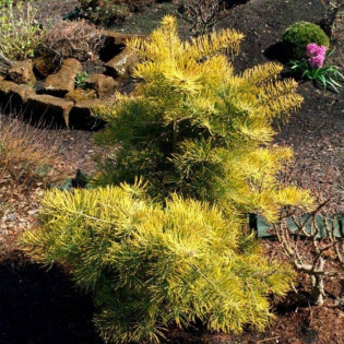 Wintergold Abies concolor Jodła kalifornijska