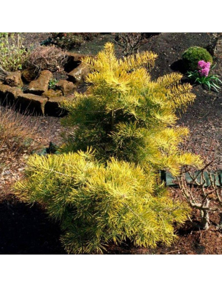 Wintergold Abies concolor Jodła kalifornijska