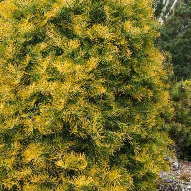 Jodła kalifornijska Wintergold Abies concolor