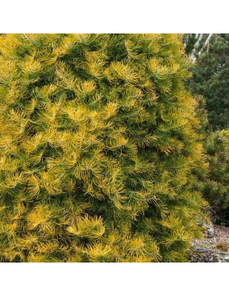 Jodła kalifornijska Wintergold Abies concolor