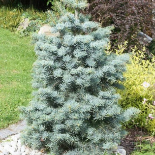 Violacea Abies concolor Jodła kalifornijska