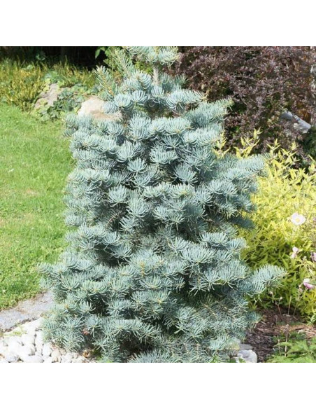 Violacea Abies concolor Jodła kalifornijska