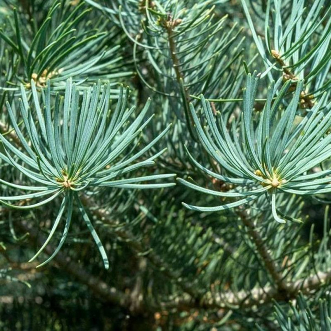 Jodła kalifornijska Violacea Abies concolor