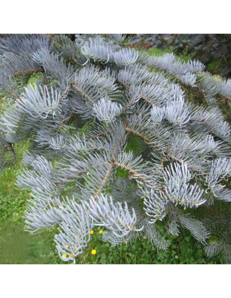 Jodła kalifornijska Abies concolor Violacea