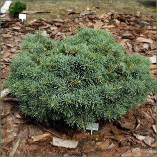 Jodła kalifornijska Piggelmee Abies concolor