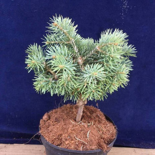 Jodła kalifornijska Piggelmee Abies concolor 2