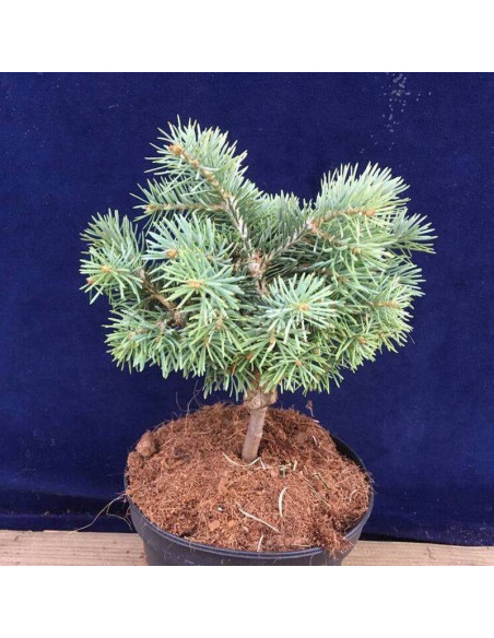 Piggelmee Abies concolor Jodła kalifornijska