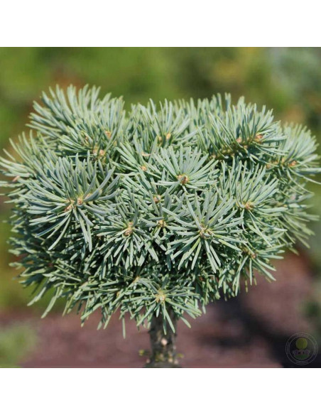 Jodła kalifornijska Abies concolor Piggelmee