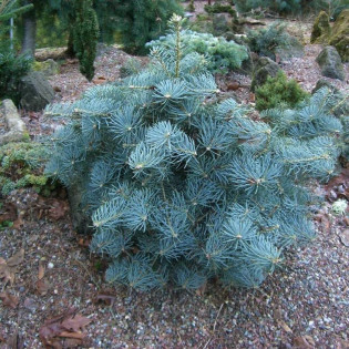 La Veta Abies concolor Jodła kalifornijska