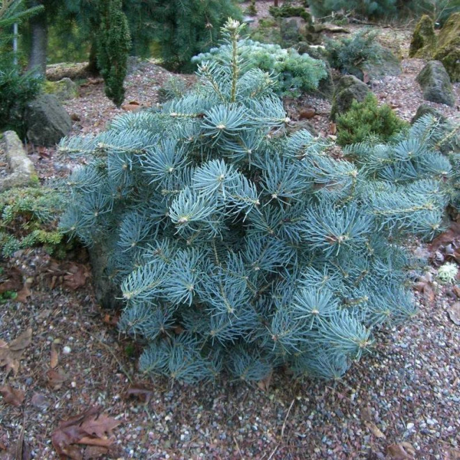 La Veta Abies concolor Jodła kalifornijska