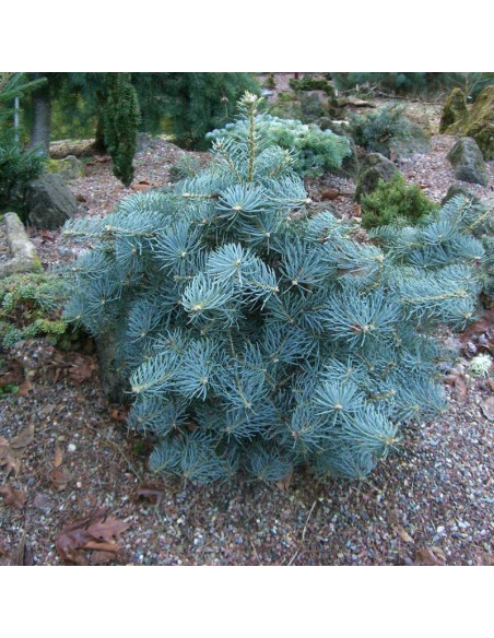 La Veta Abies concolor Jodła kalifornijska