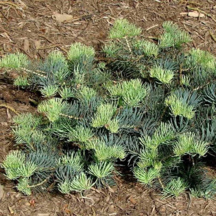 La Veta Abies concolor Jodła kalifornijska 2