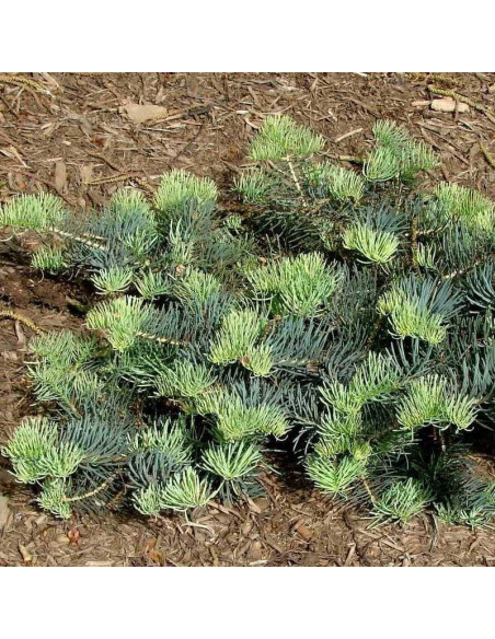 Jodła kalifornijska La Veta Abies concolor