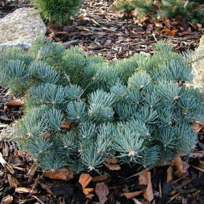 Jodła kalifornijska Abies concolor La Veta