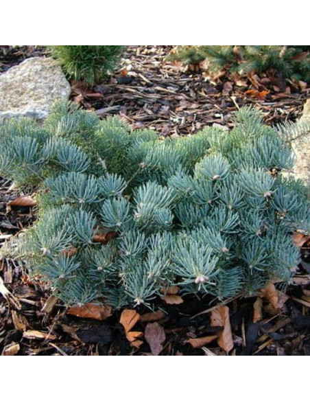 Jodła kalifornijska Abies concolor La Veta