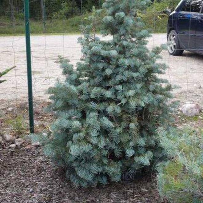 Jodła kalifornijska Hexe Abies concolor