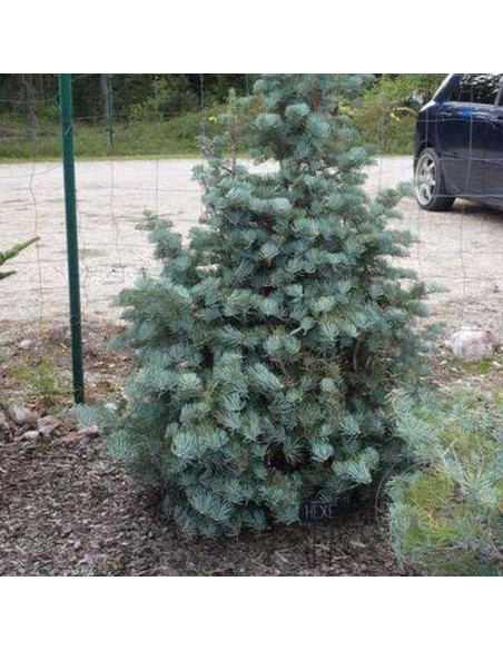 Jodła kalifornijska Hexe Abies concolor