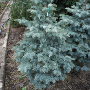 Hexe Abies concolor Jodła kalifornijska