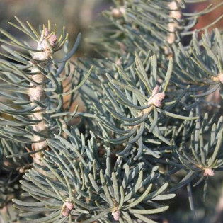 Glauca Abies concolor Jodła kalifornijska