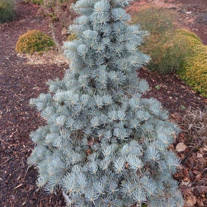Jodła kalifornijska Glauca Abies concolor