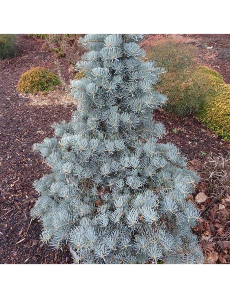 Jodła kalifornijska Glauca Abies concolor