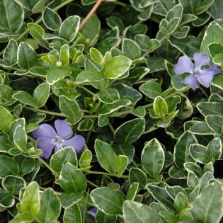 Barwinek pospolity Ralph Shugert Vinca minor