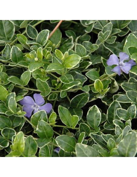 Barwinek pospolity Ralph Shugert Vinca minor