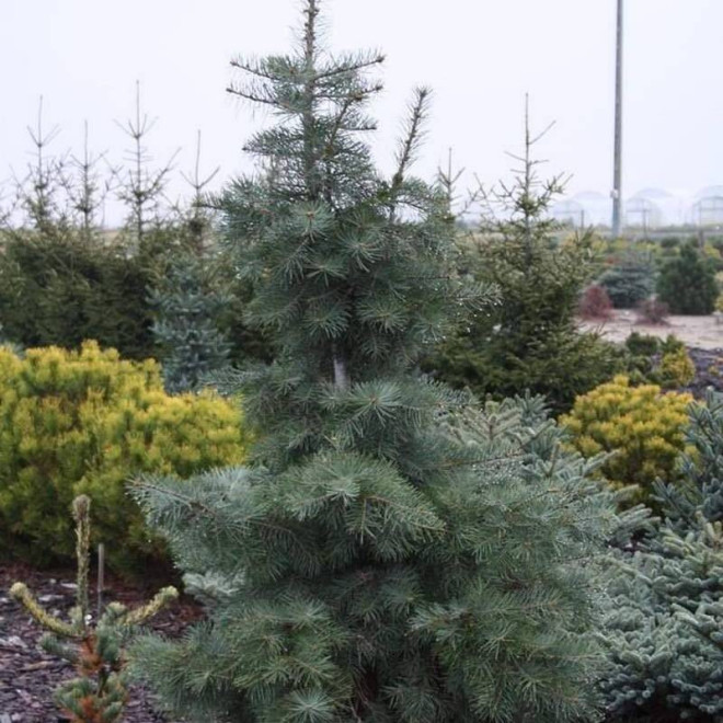 Gable's Weeping Abies concolor Jodła kalifornijska