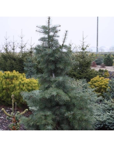 Gable's Weeping Abies concolor Jodła kalifornijska
