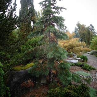 Gable's Weeping Abies concolor Jodła kalifornijska 2
