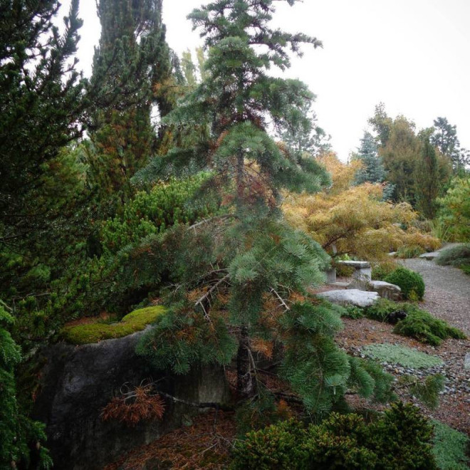 Jodła kalifornijska Gable's Weeping Abies concolor