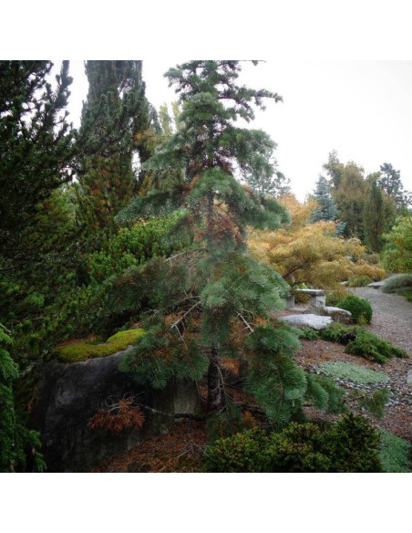 Jodła kalifornijska Gable's Weeping Abies concolor