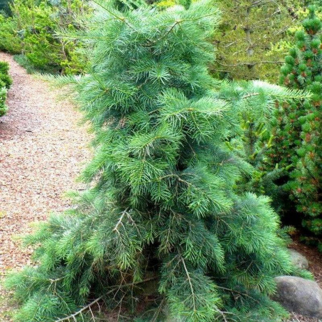 Jodła kalifornijska Abies concolor Gable's Weeping